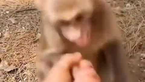 funny monkey