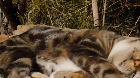 Cute little cat 😺 animals video catvideos