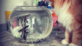 A cat trying to catch the fishes!