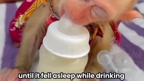 Abandoned baby monkey grew up to be a household helper
