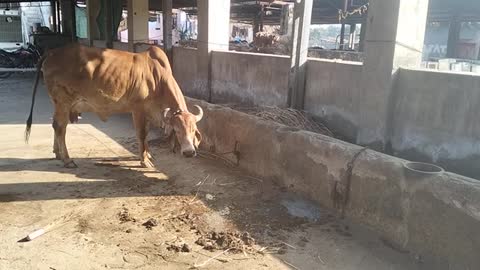 Gir cow farm #viral #youtuber #video #cow #gir #gircow #kankrej #short #farming #reels #cowvideos