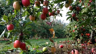 Apple Land Apple Station. How an Apple orchard looks like?
