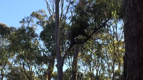 A Beautiful Sunset and A Noisy Koala