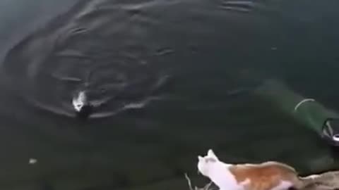 The fish was thinking itself very fast but the Cat caught it in a moment Smart Cat