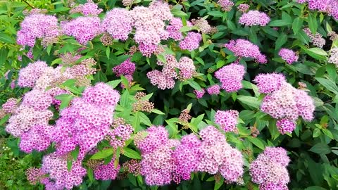 Flowers Nature Pink Italy National Park Panorama