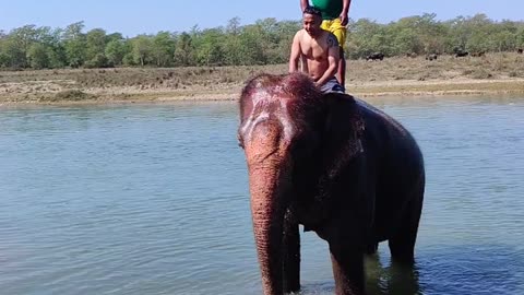 Very nice man bathing on elephant