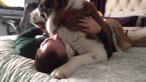Huge Saint Bernard dog being needy