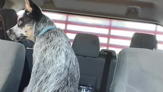 Blue Heeler Puppy Chooses His Human Over Hot Dog