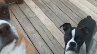 Boxers and Cane corso pup have had enough the outside