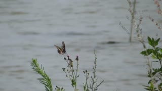 212 Toussaint Wildlife - Oak Harbor Ohio - Black Swallowtail Stops