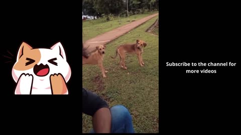 very funny cat and dogs compilation/😂😂😂😂😂😂😂/ #short