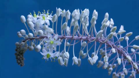 Flower wildflowers