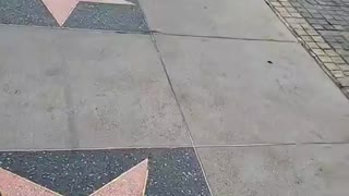 Investigation of Walk of Fame (price deals at local shops)