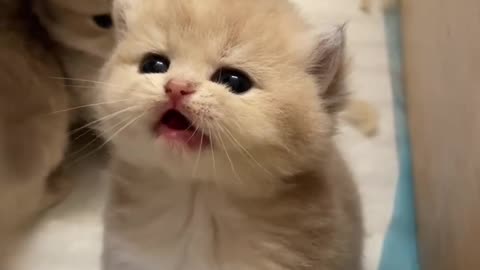 Talkative Kitten