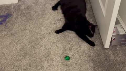 Adopting a Cat from a Shelter Vlog - Cute Precious Piper Has an Amazing Playtime