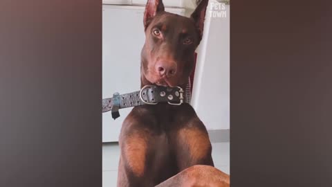 Is Doberman Really A Vicious Breed? Watch This! | Pets Town