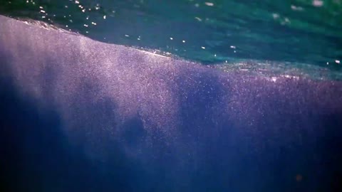Humpback Whale baby feeding