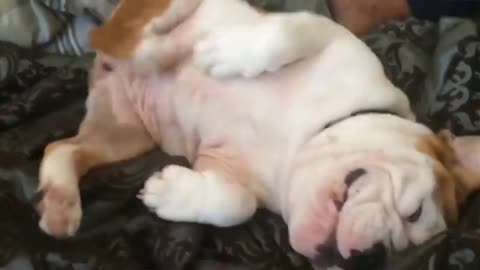 Pup sleeping and jumping
