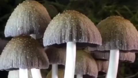 Fungi are the world's largest organism