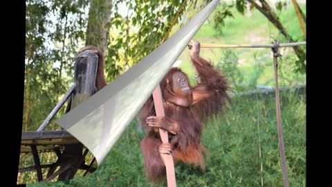 A DAY AT ZOO NEGARA, MALAYSIA