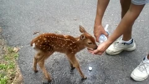 Friendly Baby Deer