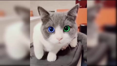 Funny cat videos