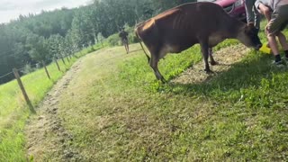 Moving the Cows to Pasture