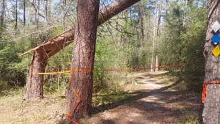 Killer Tree Davy Crockett National Forest