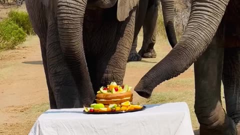 happy birthday elephant 🐘 the tourism coming 😂😂