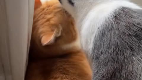 Romantic Cute Cat Couple