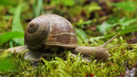 snail mollusk creeping animal nature