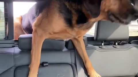 Lonely Pup in Truck Joins Its People