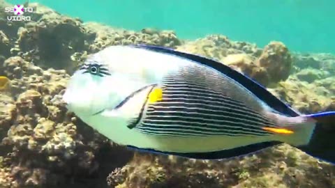 ACANTHURUS SOHAL: ONE OF THE MOST BEAUTIFUL SURGEONS IN MARINE AQUARIUMS