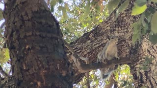 Flying gray squirrel calling for back-up?