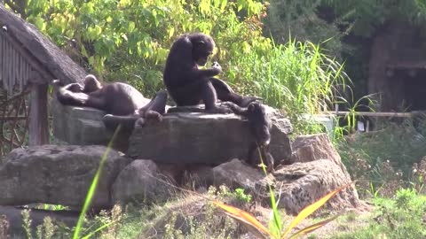 Most Disturbing Chimpanzee Video