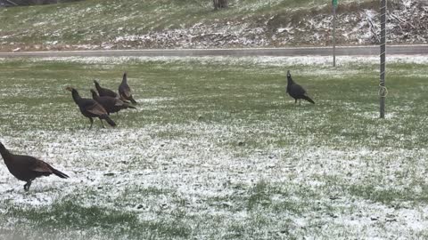 Wild turkeys afraid to cross the main road