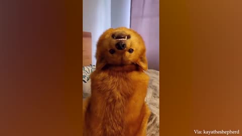Funny Animals That Will Crack You Up - Funniest Animal Videos 2023