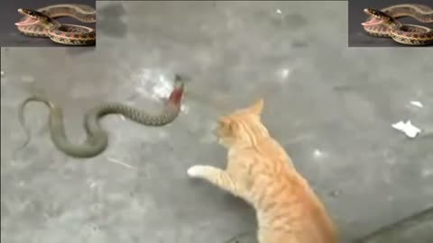 Cat Kills Snake