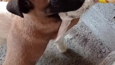 Puppy Helps Baby Goat Feed From Bottle