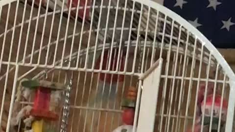 Parrot talking hilarious nonsense