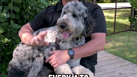 Is the Bernedoodle Right for You?