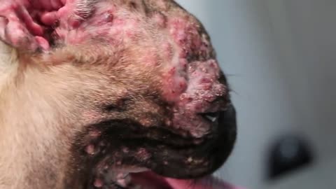 An 8-month-old pug has facial and ear pimples. Folliculitis