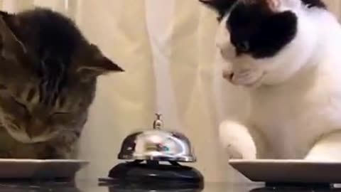 Smart Kitties Ring The Dinner Bell!