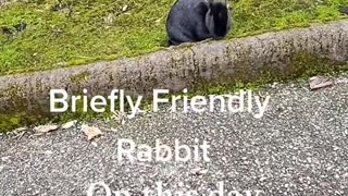 Friendly rabbit song