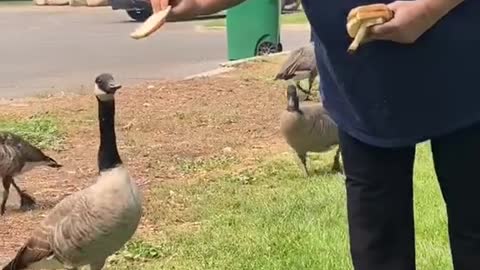 Grandma fed the birds today! 🦅