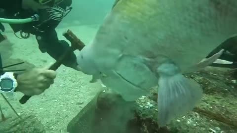 #animal Rare moments a fish is watching the process how it's food made