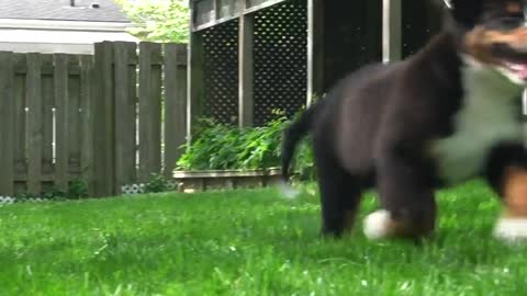 Bernese Mountain Dog puppy cheeks flap in the wind