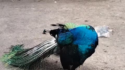 A Beautiful Peacock 🦚 Video By Kingdom of Awais
