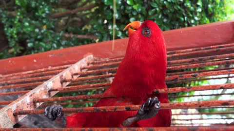 Red funny parrot dancing