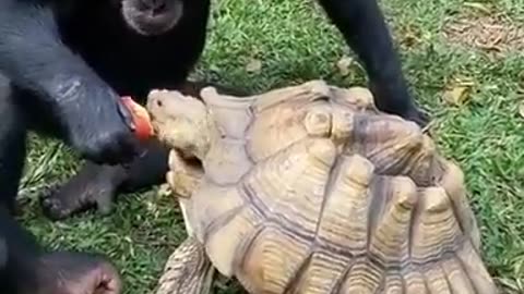 The Endearing Friendship of Monkey and Tortoise